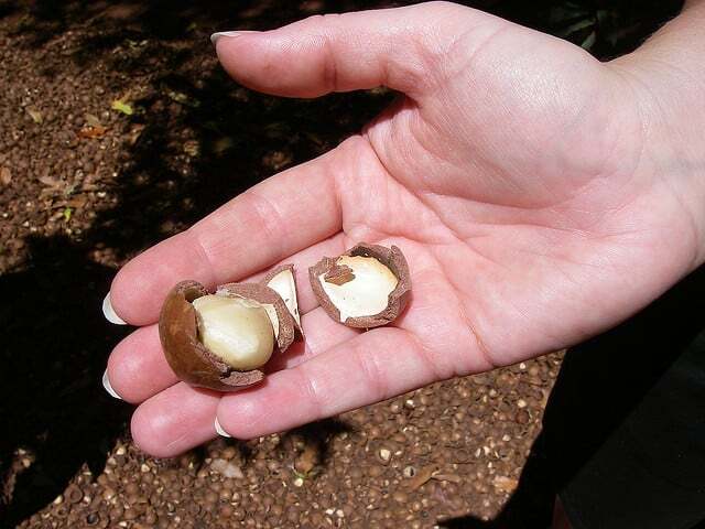 Try cracking a macadamia nut at Purdy's.