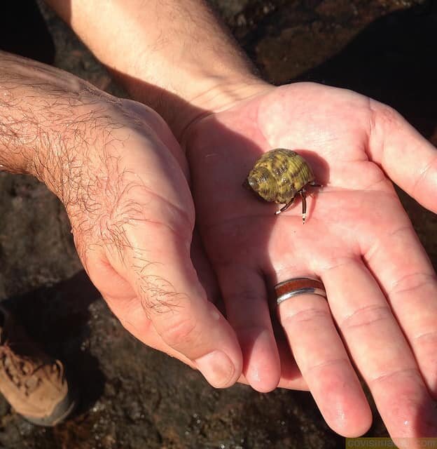 Hermit crab