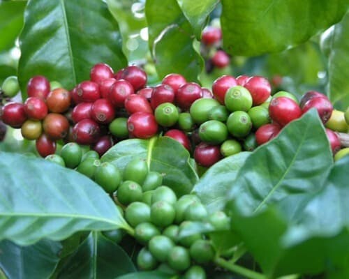 Coffee cherries on the plant Coffee cherries on the plant