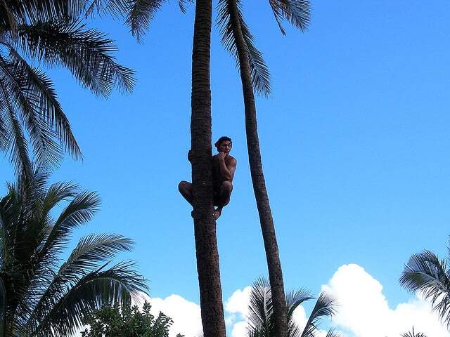 A brave coconut tree climber shows off his skills in the Samoan Village