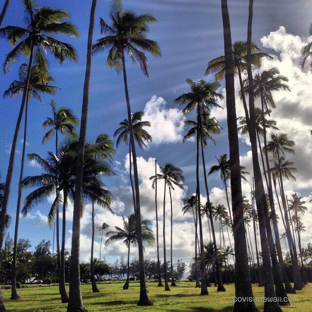 This grove of coconut palm trees fronts the Courtyard Kauai at Coconut Beach
