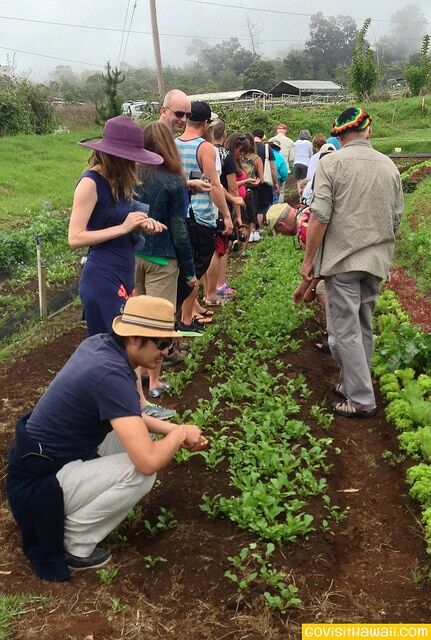 Guests touring O'o Farm picking salad greens