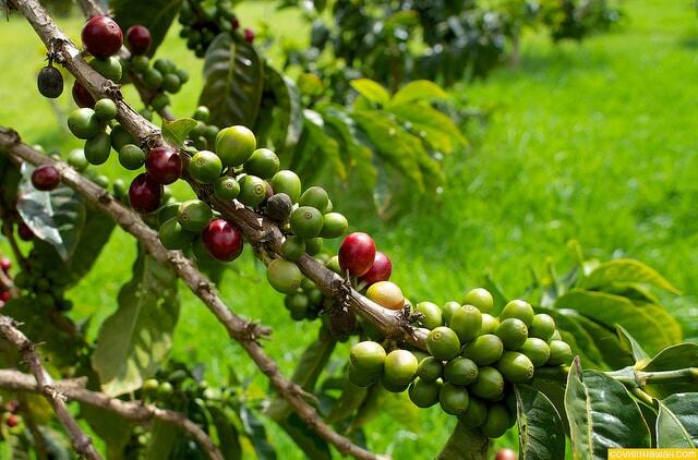 Coffee cherry
