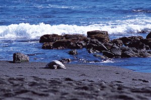 hawaii0015_l