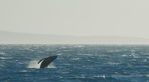 A humpback whale calf leaps out of the ocean.