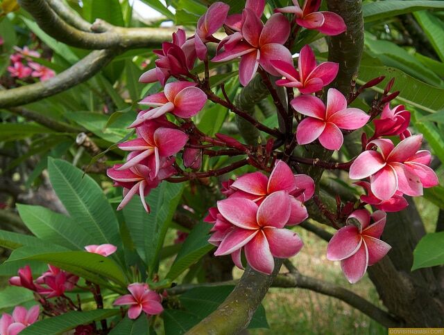 Pink Plumeria from Molokai Plumeria Farm